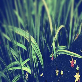 Grass Flowers iPhone5s / iPhone5c / iPhone5 Wallpaper