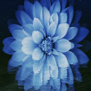 Flower moon iPhone5s / iPhone5c / iPhone5 Wallpaper
