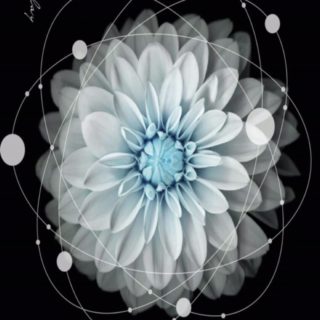 Flower Cool iPhone5s / iPhone5c / iPhone5 Wallpaper