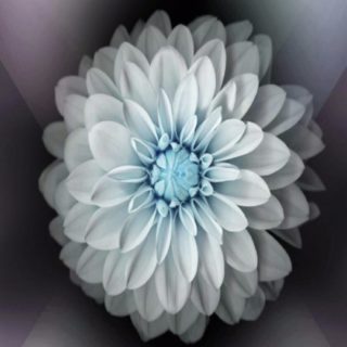 Flower Cool iPhone5s / iPhone5c / iPhone5 Wallpaper