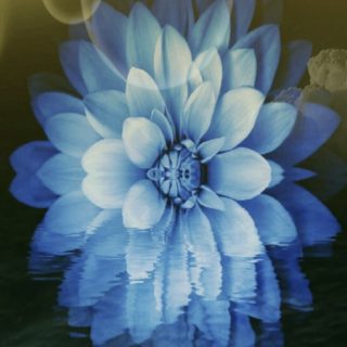 Flower sea iPhone5s / iPhone5c / iPhone5 Wallpaper