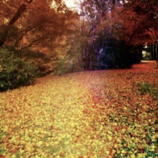 Autumn leaves fallen leaves iPhone5s / iPhone5c / iPhone5 Wallpaper