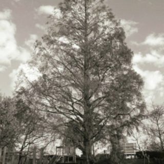 tree park iPhone5s / iPhone5c / iPhone5 Wallpaper