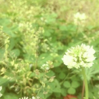 field wild white clover iPhone5s / iPhone5c / iPhone5 Wallpaper
