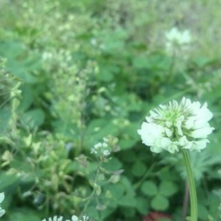 field wild white clover iPhone5s / iPhone5c / iPhone5 Wallpaper