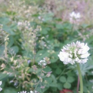 White clover flower iPhone5s / iPhone5c / iPhone5 Wallpaper