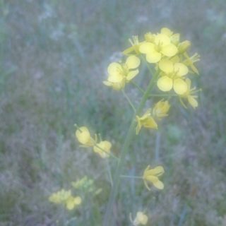 Rape blossoms Flowers iPhone5s / iPhone5c / iPhone5 Wallpaper