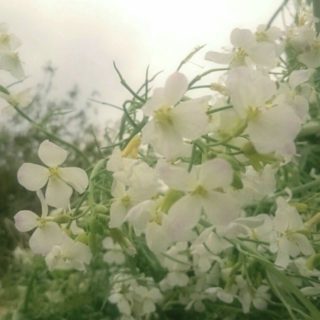 Flower Field iPhone5s / iPhone5c / iPhone5 Wallpaper