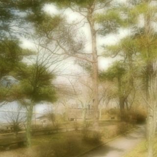 Walking path tree iPhone5s / iPhone5c / iPhone5 Wallpaper