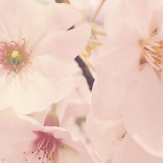 Cherry petal iPhone5s / iPhone5c / iPhone5 Wallpaper