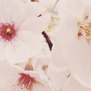 Cherry Flower iPhone5s / iPhone5c / iPhone5 Wallpaper