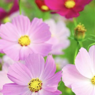 Cosmos Flower iPhone5s / iPhone5c / iPhone5 Wallpaper