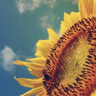 Sunflower sunflower iPhone5s / iPhone5c / iPhone5 Wallpaper