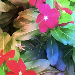 Flower pink iPhone5s / iPhone5c / iPhone5 Wallpaper