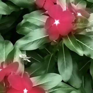 Flower blur iPhone5s / iPhone5c / iPhone5 Wallpaper