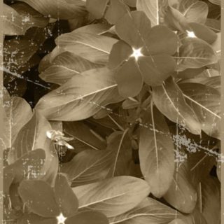 Flower sepia iPhone5s / iPhone5c / iPhone5 Wallpaper