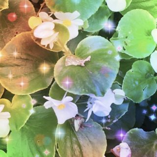 Flower light iPhone5s / iPhone5c / iPhone5 Wallpaper