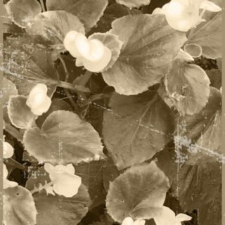 Flower sepia iPhone5s / iPhone5c / iPhone5 Wallpaper