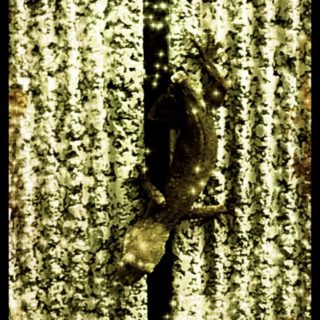 Lizard Sepia iPhone5s / iPhone5c / iPhone5 Wallpaper