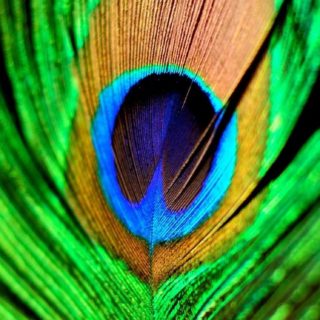 Animal feather green iPhone5s / iPhone5c / iPhone5 Wallpaper