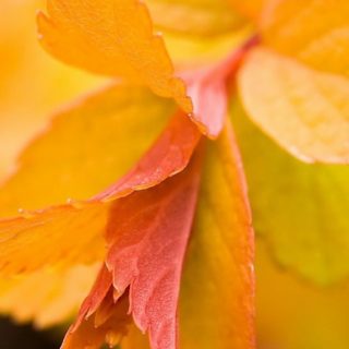 Natural yellow leaves iPhone5s / iPhone5c / iPhone5 Wallpaper