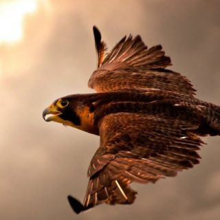 Animals Birds sky iPhone5s / iPhone5c / iPhone5 Wallpaper