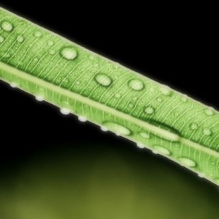 Natural green leaf water drops iPhone5s / iPhone5c / iPhone5 Wallpaper
