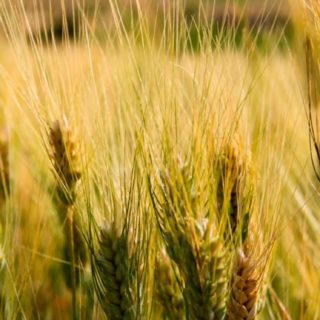 Landscape wheat iPhone5s / iPhone5c / iPhone5 Wallpaper