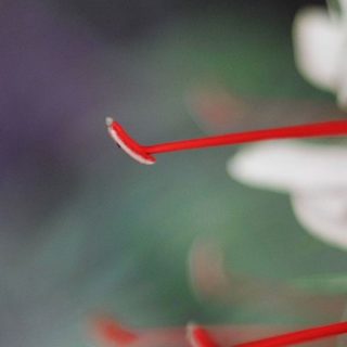 Natural red stamens iPhone5s / iPhone5c / iPhone5 Wallpaper