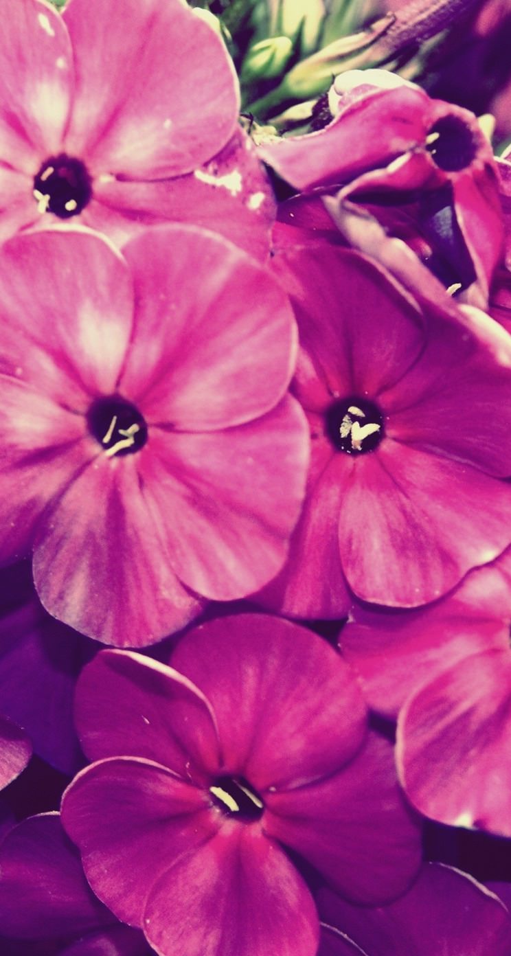 Natural flower purple | wallpaper.sc iPhone5s,SE