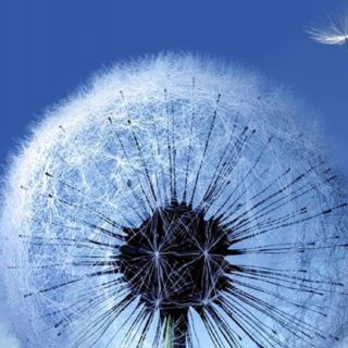 Natural dandelion blue iPhone5s / iPhone5c / iPhone5 Wallpaper