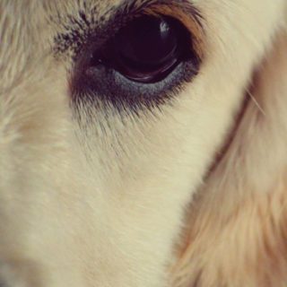 Animal dog white iPhone5s / iPhone5c / iPhone5 Wallpaper