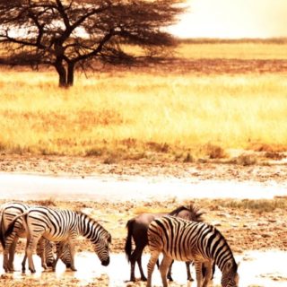 Landscape animals zebra iPhone5s / iPhone5c / iPhone5 Wallpaper