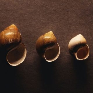 Cool seashell iPhone5s / iPhone5c / iPhone5 Wallpaper