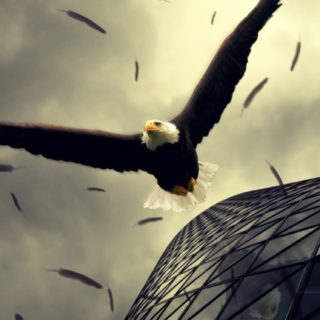 Animal eagle iPhone5s / iPhone5c / iPhone5 Wallpaper