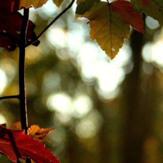 Landscape autumn leaves iPhone5s / iPhone5c / iPhone5 Wallpaper