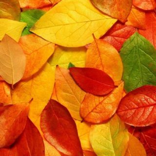 Natural orange fallen leaves iPhone5s / iPhone5c / iPhone5 Wallpaper