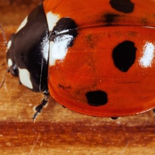 Animal ladybug plate iPhone5s / iPhone5c / iPhone5 Wallpaper