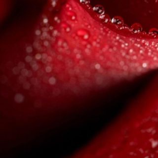 Natural water drops red iPhone5s / iPhone5c / iPhone5 Wallpaper