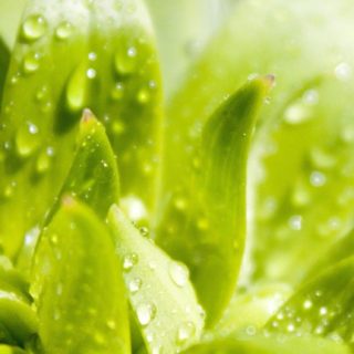 Natural chloroplast iPhone5s / iPhone5c / iPhone5 Wallpaper