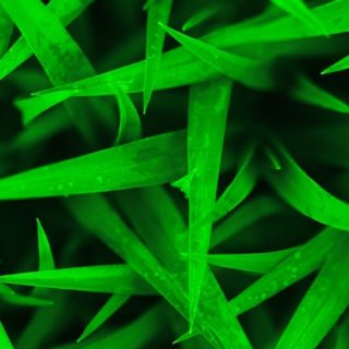 Natural chloroplast iPhone5s / iPhone5c / iPhone5 Wallpaper