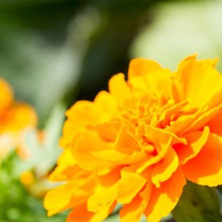 Natural  flower  orange iPhone5s / iPhone5c / iPhone5 Wallpaper