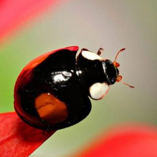 Animal ladybug red iPhone5s / iPhone5c / iPhone5 Wallpaper