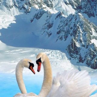 Animal swan iPhone5s / iPhone5c / iPhone5 Wallpaper