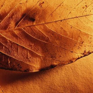 Natural orange dry leaves iPhone5s / iPhone5c / iPhone5 Wallpaper