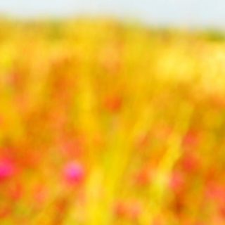 Landscape flower iPhone5s / iPhone5c / iPhone5 Wallpaper