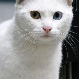 cat  white iPhone5s / iPhone5c / iPhone5 Wallpaper