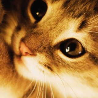 American Shorthair cat iPhone5s / iPhone5c / iPhone5 Wallpaper