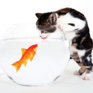 Cat goldfish iPhone5s / iPhone5c / iPhone5 Wallpaper