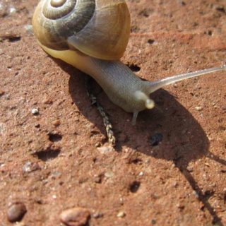 Animal snail iPhone5s / iPhone5c / iPhone5 Wallpaper